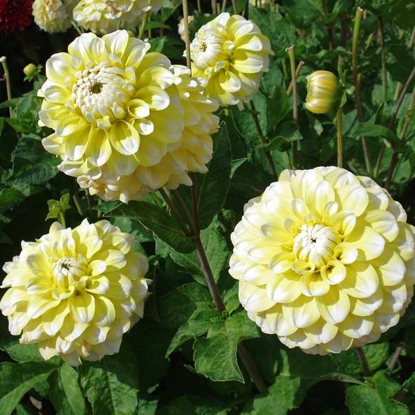 Lemon Pie Dahlia Flower seeds for Planting - Low Maintenance, Heirloom & GMO Free Seeds for Home Garden