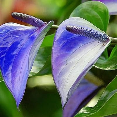 Blue Anthurium for Planting Hardy Variety Heirloom & GMO Free Seeds for Home Garden
 
 Sale