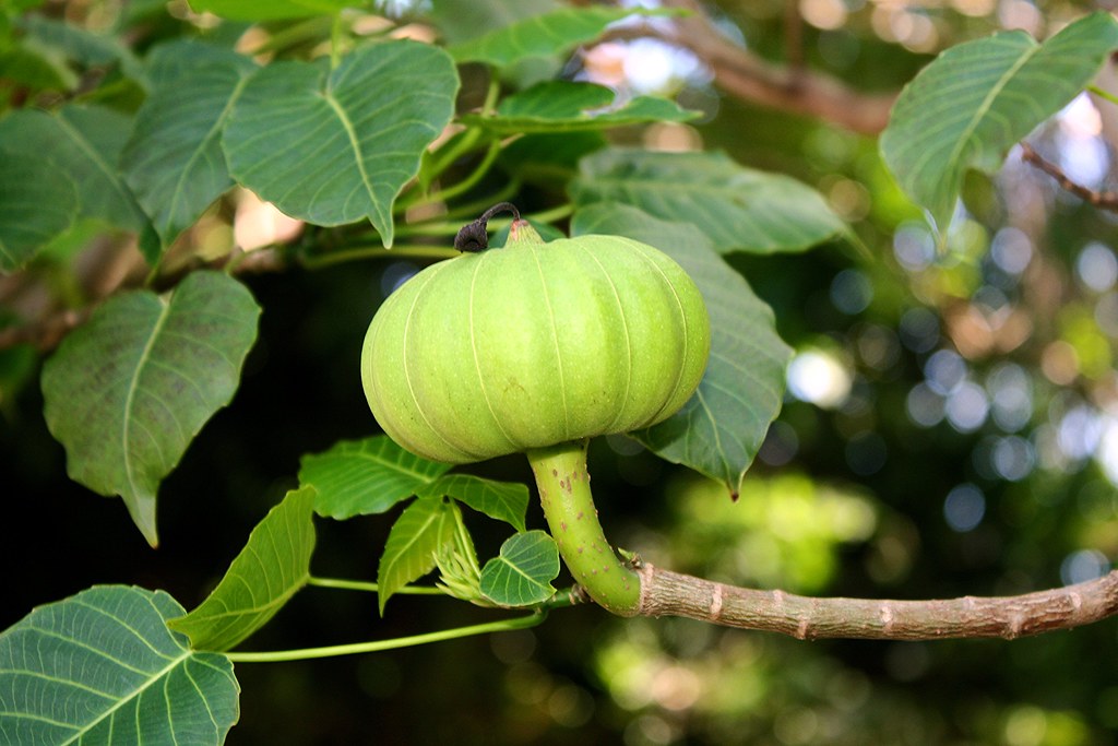 Hura Crepitans Tree Seeds for Planting - Premium Quality, Heirloom & GMO Free Seeds for Home Garden