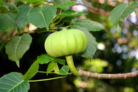 Hura Crepitans Tree Seeds for Planting - Premium Quality, Heirloom & GMO Free Seeds for Home Garden