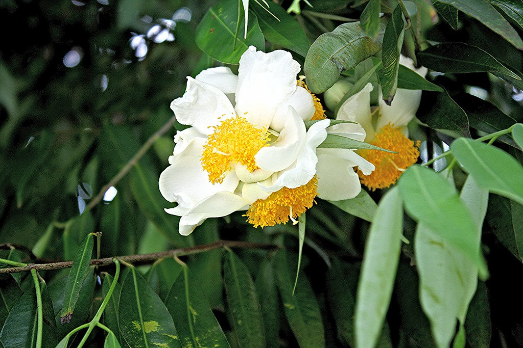 Eggflowers Flower seeds for Planting - Shade Tolerant, Heirloom & GMO Free Seeds for Home Garden