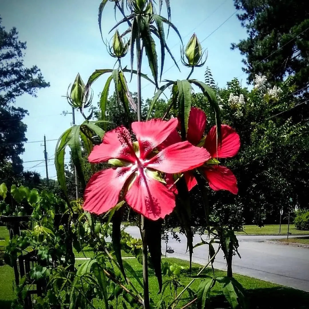 Heirloom Texas Star Hibiscus Flower seeds for Planting Cottage Garden Essential Heirloom & GMO Free Seeds for Home Garden