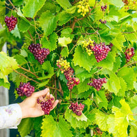 Mixed Grape Fruit Planting Seeds - Diverse & Delicious Grapes for Your Garden