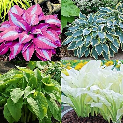 Hosta Mix Flower Planting Seeds for Lush Garden Design - Perennial Seed Collection