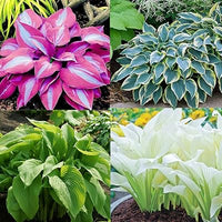 Hosta Mix Flower Planting Seeds for Lush Garden Design - Perennial Seed Collection