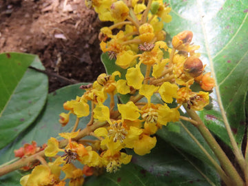 Byrsonima Crassifolia Flower seeds for Planting Hardy Variety Heirloom & GMO Free Seeds for Home Garden