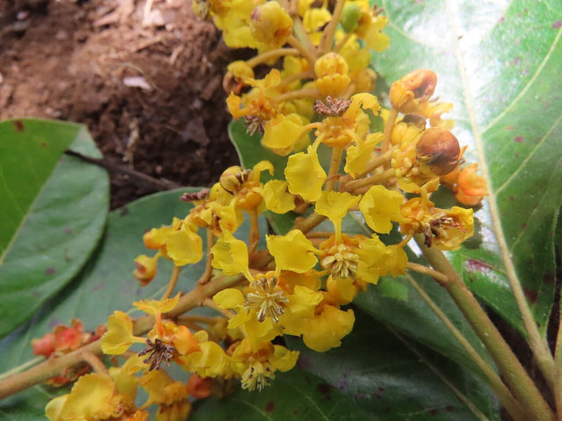 Byrsonima Crassifolia Flower seeds for Planting Hardy Variety Heirloom & GMO Free Seeds for Home Garden