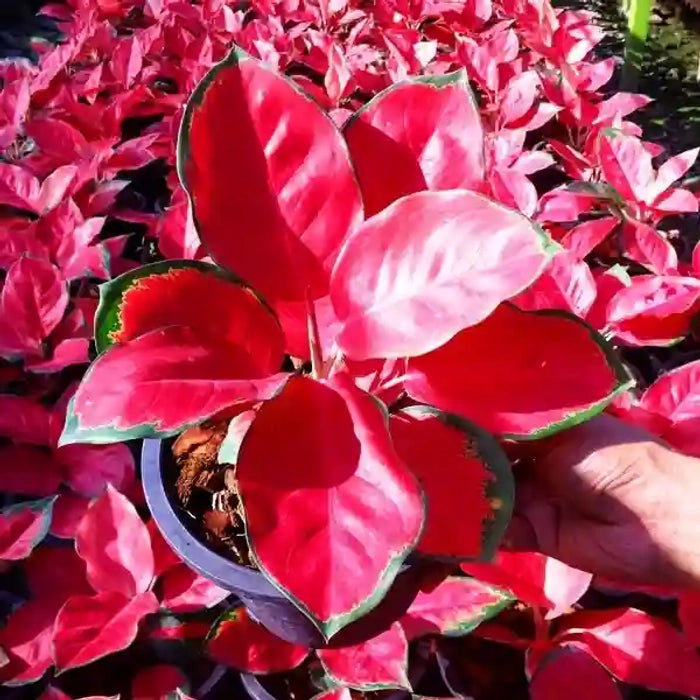 Red Aglaonema Flower seeds for Planting - Wildflower Mix, Heirloom & GMO Free Seeds for Home Garden