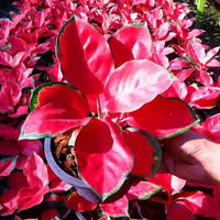 Red Aglaonema Flower seeds for Planting - Wildflower Mix, Heirloom & GMO Free Seeds for Home Garden