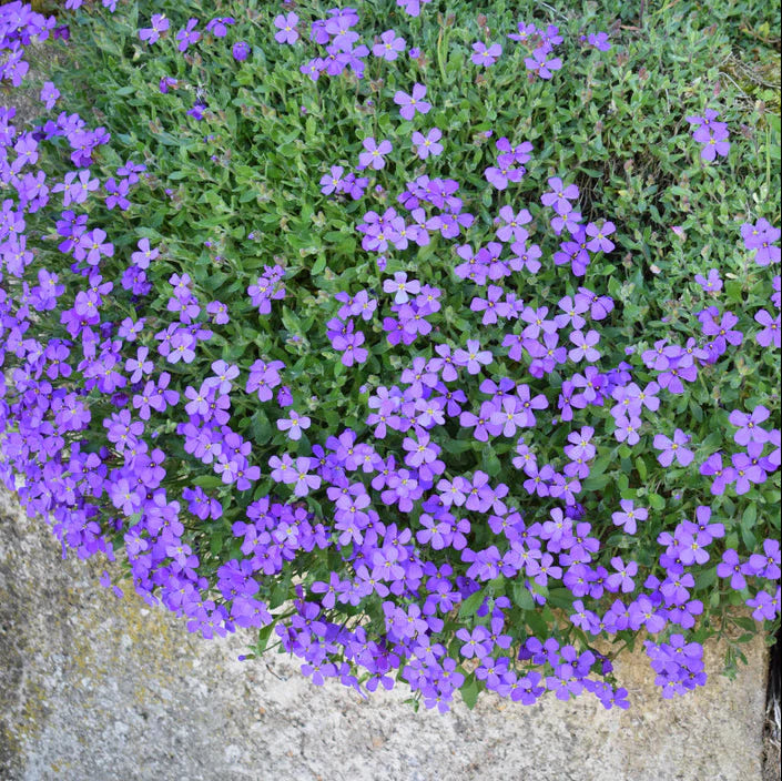 Aubrieta Cascade Flower seeds for Planting - Seasonal Bloomer, Heirloom & GMO Free Seeds for Home Garden