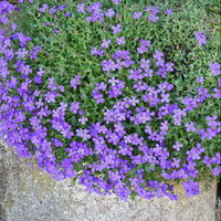Aubrieta Cascade Flower seeds for Planting - Seasonal Bloomer, Heirloom & GMO Free Seeds for Home Garden