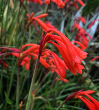 Cyrtanthus Brachyscyphus Flower seeds for Planting - Hardy Variety, Heirloom & GMO Free Seeds for Home Garden