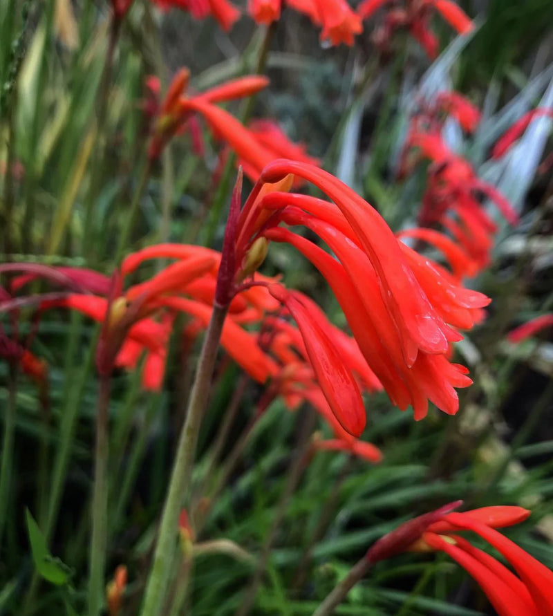 Cyrtanthus Brachyscyphus Flower seeds for Planting - Hardy Variety, Heirloom & GMO Free Seeds for Home Garden