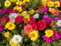 Portulaca (Portulaca Moss) seeds for planting in home garden