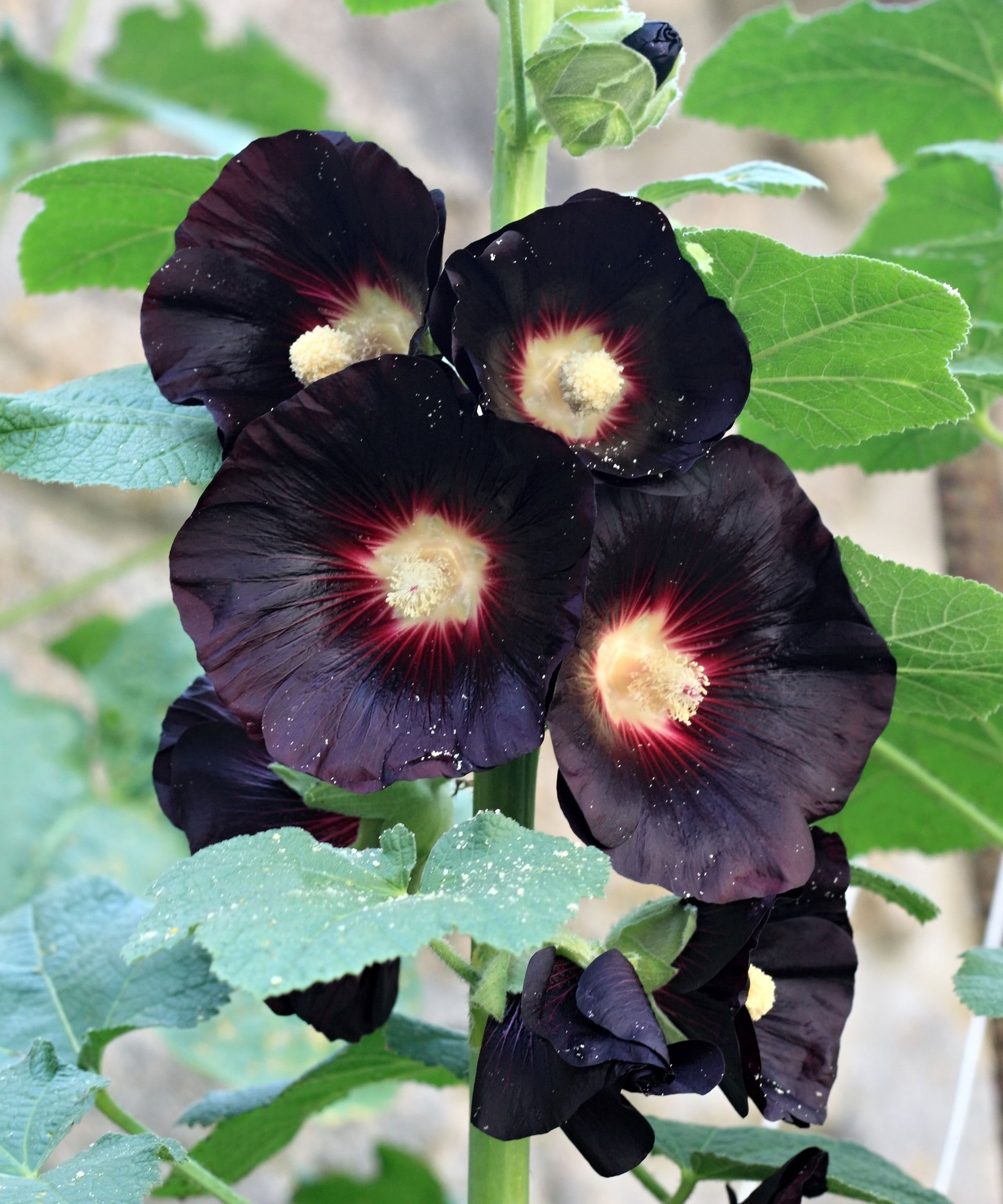Hollyhock Flower seeds for Planting Bright Blooms Heirloom & GMO Free Seeds for Home Garden
