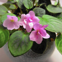 African Violet Flower Seeds Light Pink Flower seeds for Planting - Colorful Display, Heirloom & GMO Free Seeds for Home Garden