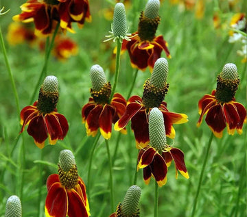 Prairie Flower seeds for Planting Low Maintenance Heirloom & GMO Free Seeds for Home Garden 
 
 Sale for planting in home garden