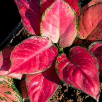 Aglaonema Flower seeds for Planting - Low Maintenance, Heirloom & GMO Free Seeds for Home Garden
