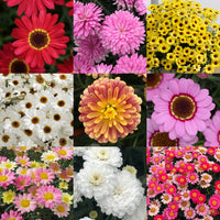 Mixed Argyranthemum Flower seeds for Planting - Cut Flower Favorite, Heirloom & GMO Free Seeds for Home Garden