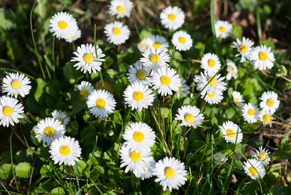 White Bellis Flower Planting for Charming Gardens - Seeds for Lush Blossoms