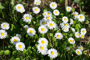 White Bellis Flower Planting for Charming Gardens - Seeds for Lush Blossoms