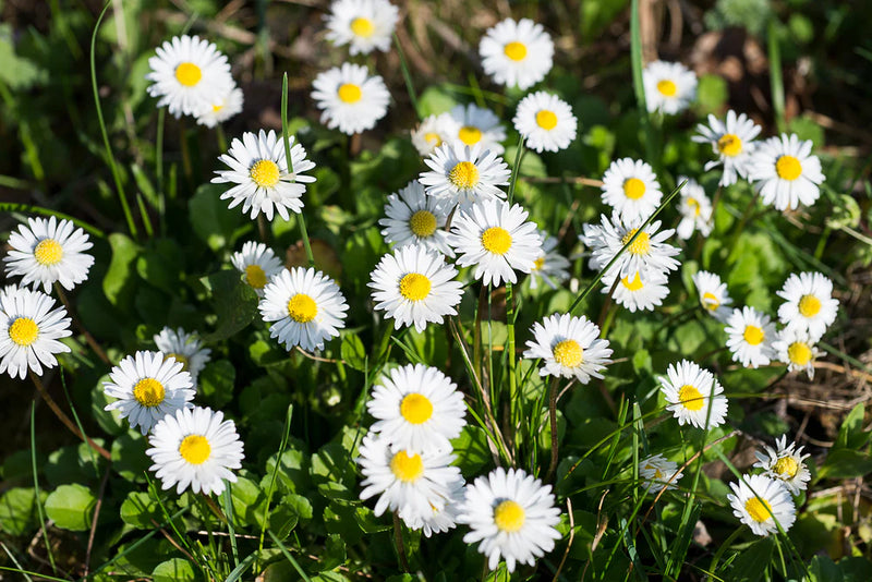 White Bellis Flower Planting for Charming Gardens - Seeds for Lush Blossoms