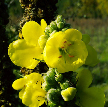 Verbascum Thapsus (Great Mullein) Plant Seeds for Vibrant Flowering and Gardening Enthusiasts