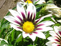 Violet Rigens Flower seeds for Planting - Wildflower Mix, Heirloom & GMO Free Seeds for Home Garden