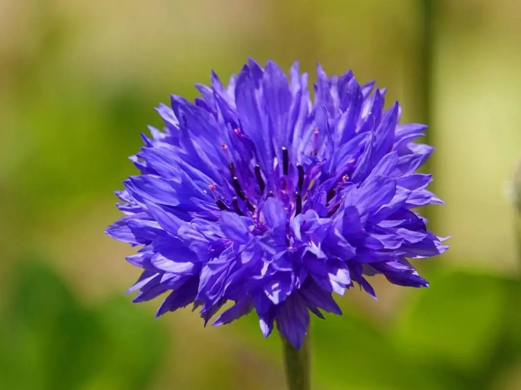 Purple Centaurea Cyanus Flower seeds for Planting - Easy to Grow, Heirloom & GMO Free Seeds for Home Garden