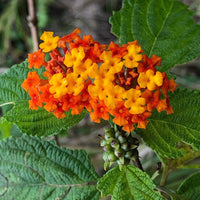 Lantana Camara Bonsai Seeds Five Color Hydrangea