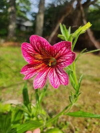 Heirloom Salpiglossis Flower seeds for Planting Fragrant Blossoms Heirloom & GMO Free Seeds for Home Garden