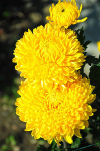 Yellow Chrysanthemum Flower seeds for Planting Sun Loving Heirloom & GMO Free Seeds for Home Garden 
 
 Sale