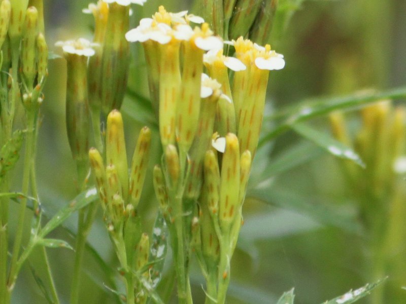 Yellow Tagetes Minuta Flower seeds for Planting - Drought Tolerant, Heirloom & GMO Free Seeds for Home Garden