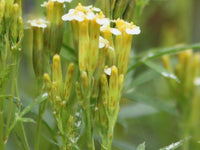 Yellow Tagetes Minuta Flower seeds for Planting - Drought Tolerant, Heirloom & GMO Free Seeds for Home Garden