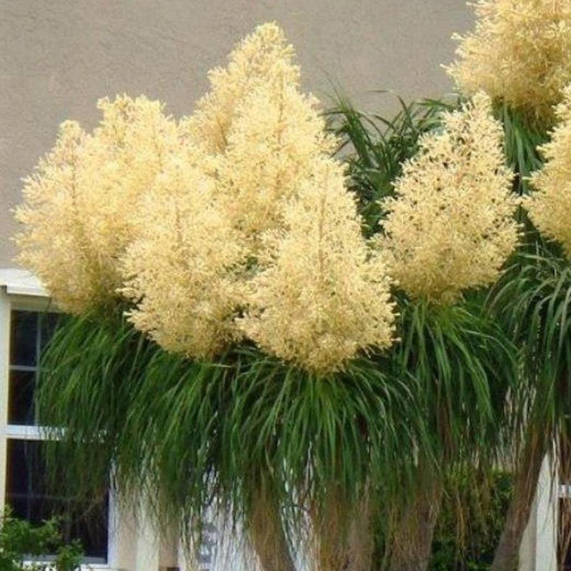 Yellow Beaucarnea Recurvata Flower seeds for Planting - Bright Blooms, Heirloom & GMO Free Seeds for Home Garden