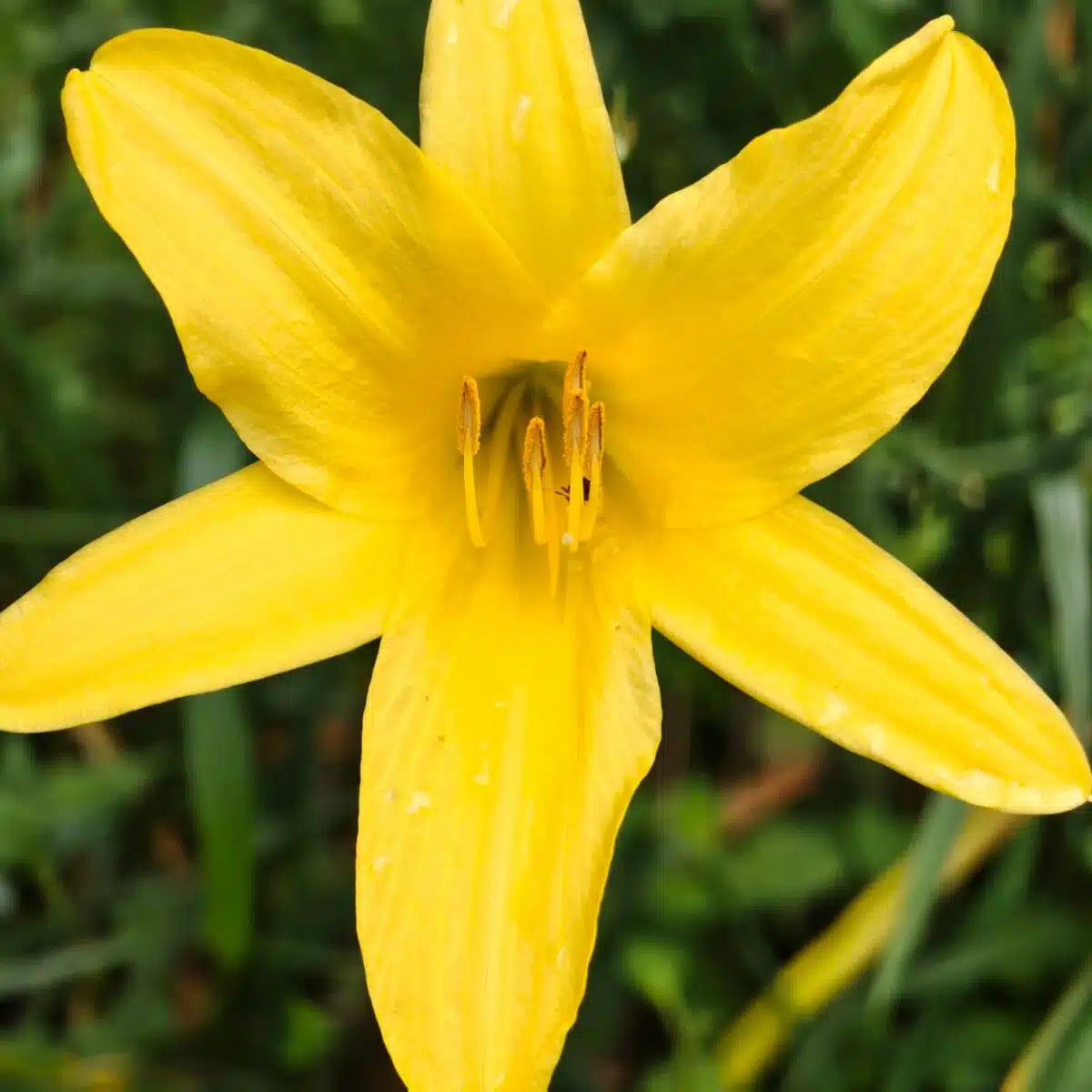 Daylily Flower seeds for Planting Pollinator Friendly Heirloom & GMO Free Seeds for Home Garden