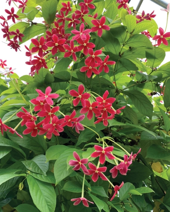 Quispualis Indica Flower seeds for Planting - Cut Flower Favorite, Heirloom & GMO Free Seeds for Home Garden