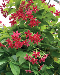 Quispualis Indica Flower seeds for Planting - Cut Flower Favorite, Heirloom & GMO Free Seeds for Home Garden