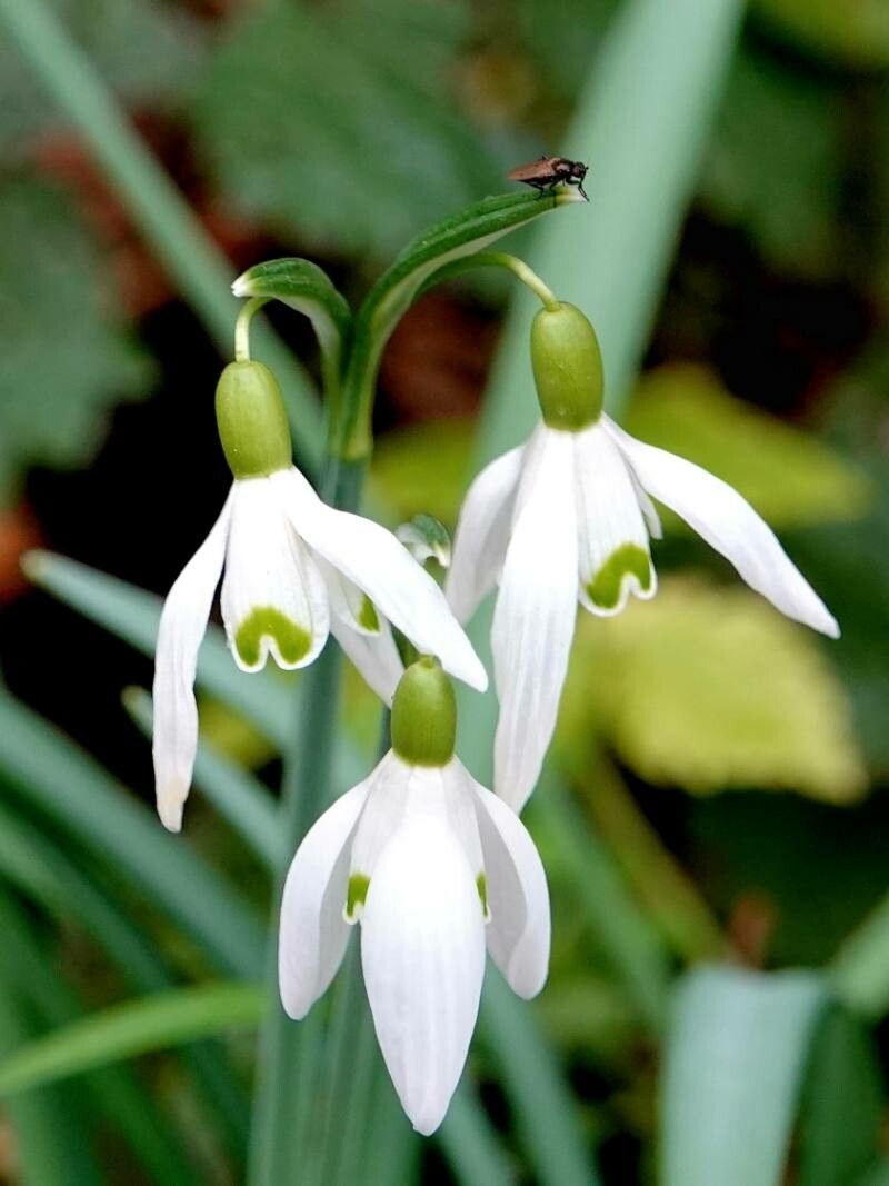 White Galanthus Nivalis Flower seeds for Planting - Pollinator Friendly, Heirloom & GMO Free Seeds for Home Garden