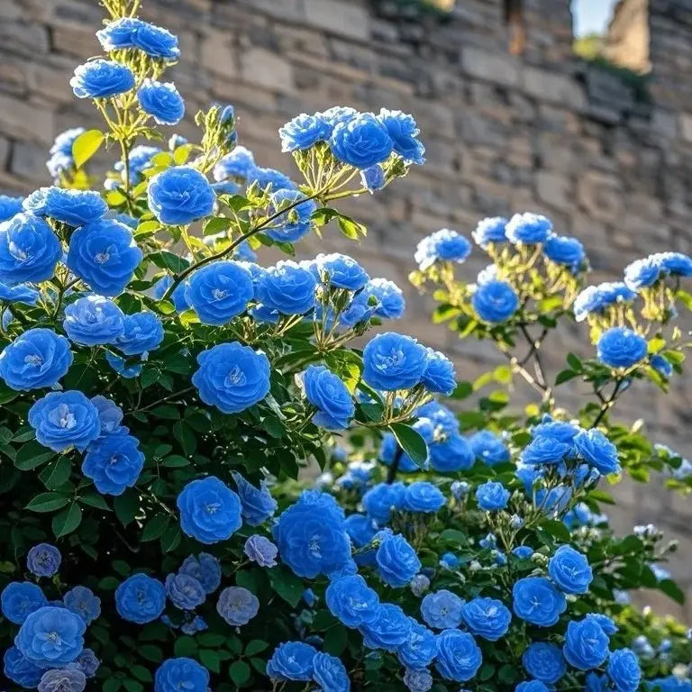 Blue Rose Flower seeds for Planting Wildflower Mix Heirloom & GMO Free Seeds for Home Garden
 
 Sale