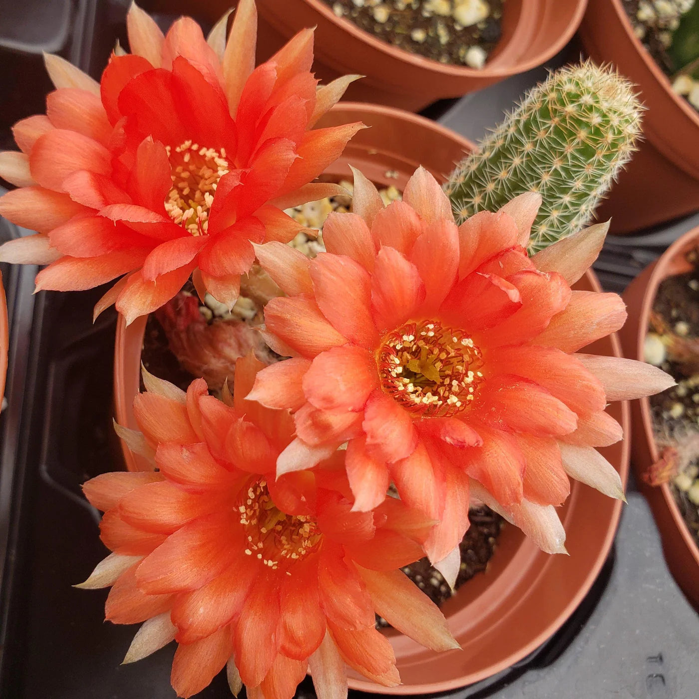 Echinopsis Chamaecereus Flower seeds for Planting Fragrant Blossoms Heirloom & GMO Free Seeds for Home Garden