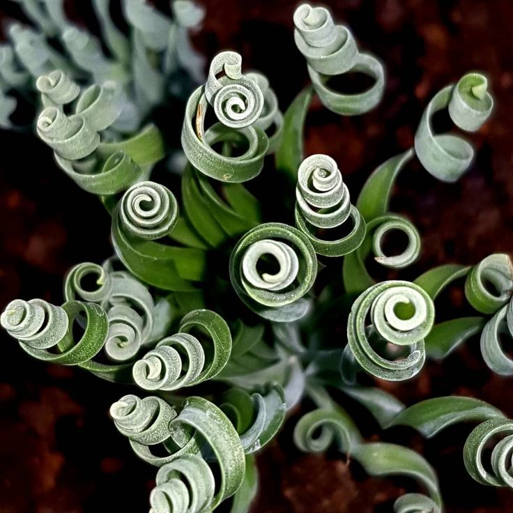 Tortilis Spiral Flower seeds for Planting Sun Loving Heirloom & GMO Free Seeds for Home Garden 
 
 Sale