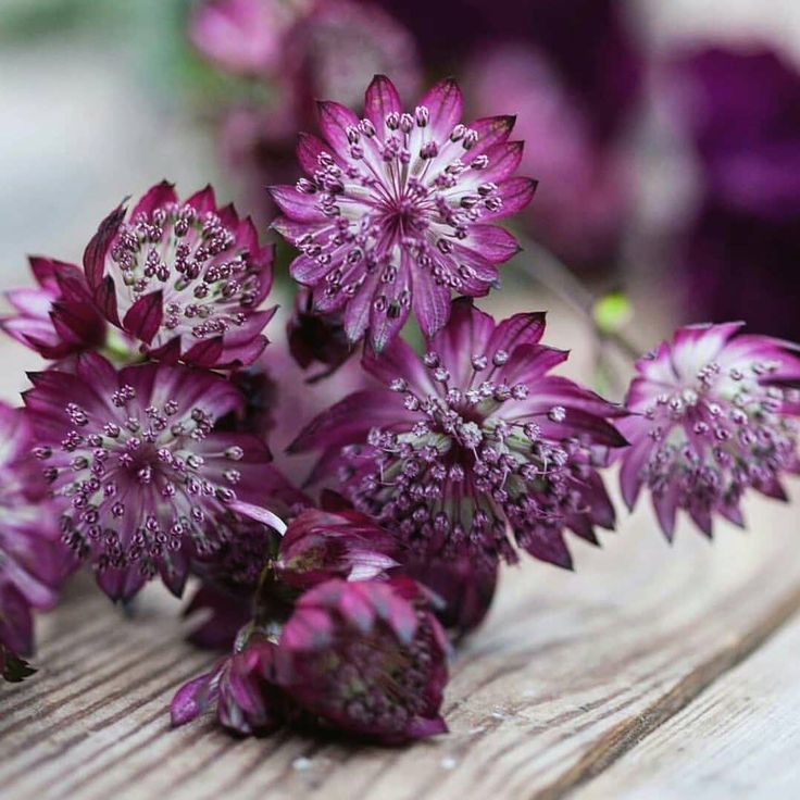 Purple Astrantia Flower Seeds for Planting