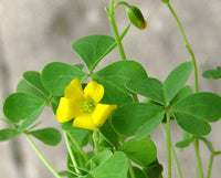 Yellow Oxalis Laciniata Flower seeds for Planting - Garden Favorite, Heirloom & GMO Free Seeds for Home Garden