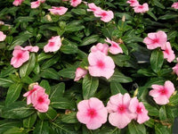 Pink Vinca Flower seeds for Planting - Fragrant Blossoms, Heirloom & GMO Free Seeds for Home Garden