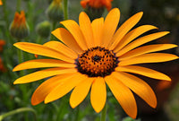 Cape Marigold Flower seeds for Planting - Easy to Grow, Heirloom & GMO Free Seeds for Home Garden