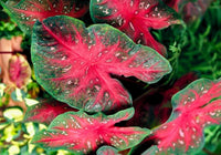Caladium Flower seeds for Planting Cottage Garden Essential Heirloom & GMO Free Seeds for Home Garden