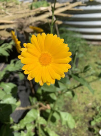 Resina Calendula Flower seeds for Planting Seasonal Bloomer Heirloom & GMO Free Seeds for Home Garden