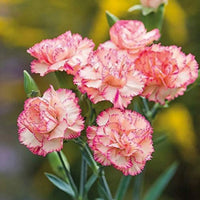 Red White Carnation Flower Seeds Planting