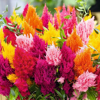Mixed Celosia Argentea Flower seeds for Planting Wildflower Mix Heirloom & GMO Free Seeds for Home Garden 
 
 Sale